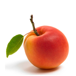 Apricot