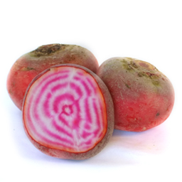 Chioggia beets