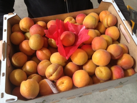 EXTRA APRICOTS 5Kg